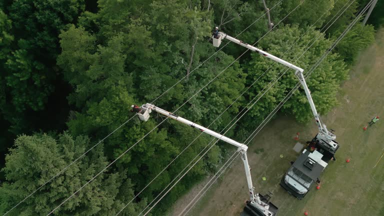 Best Commercial Tree Removal  in Hamilton College, NY